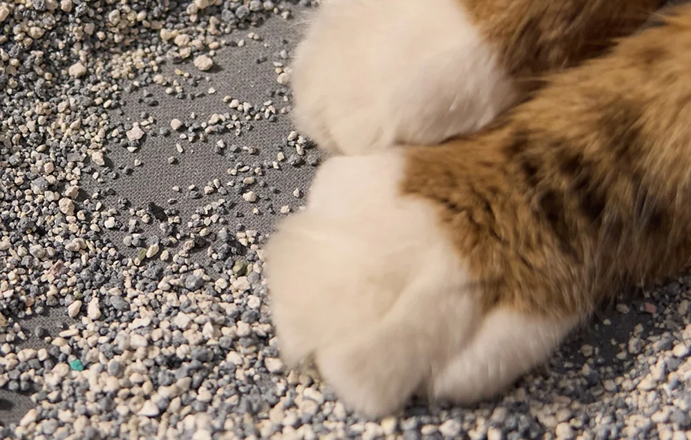 Close-up of a cat’s paws standing on litter