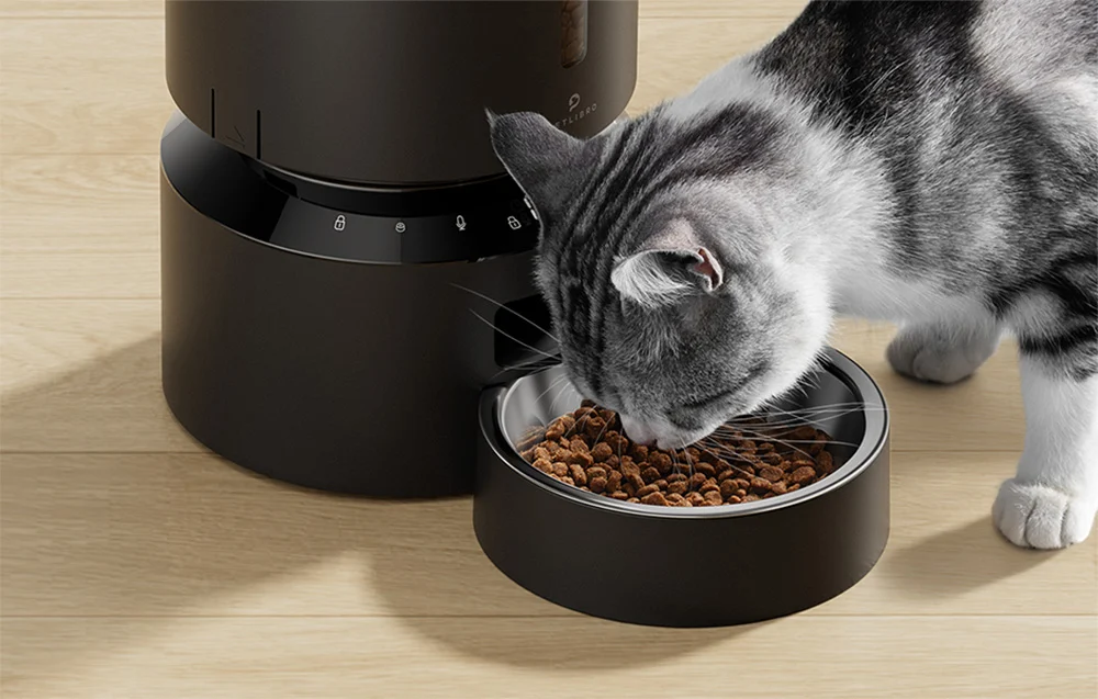 A gray-and-white cat eats dry food from a bowl standing next to the automatic feeder
