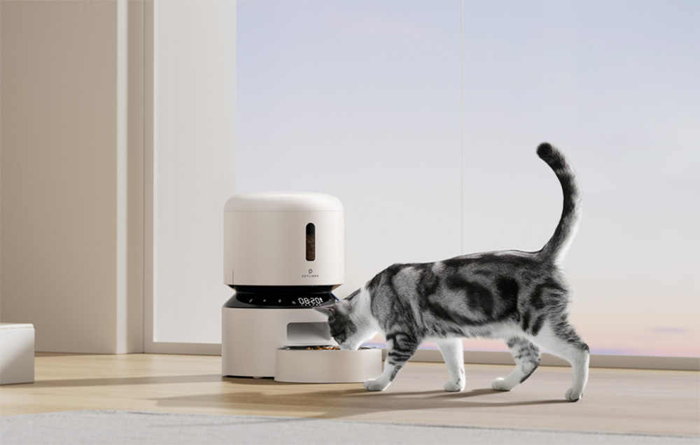 A gray-and-white cat approaches a bowl next to an automatic cat feeder positioned by the window
