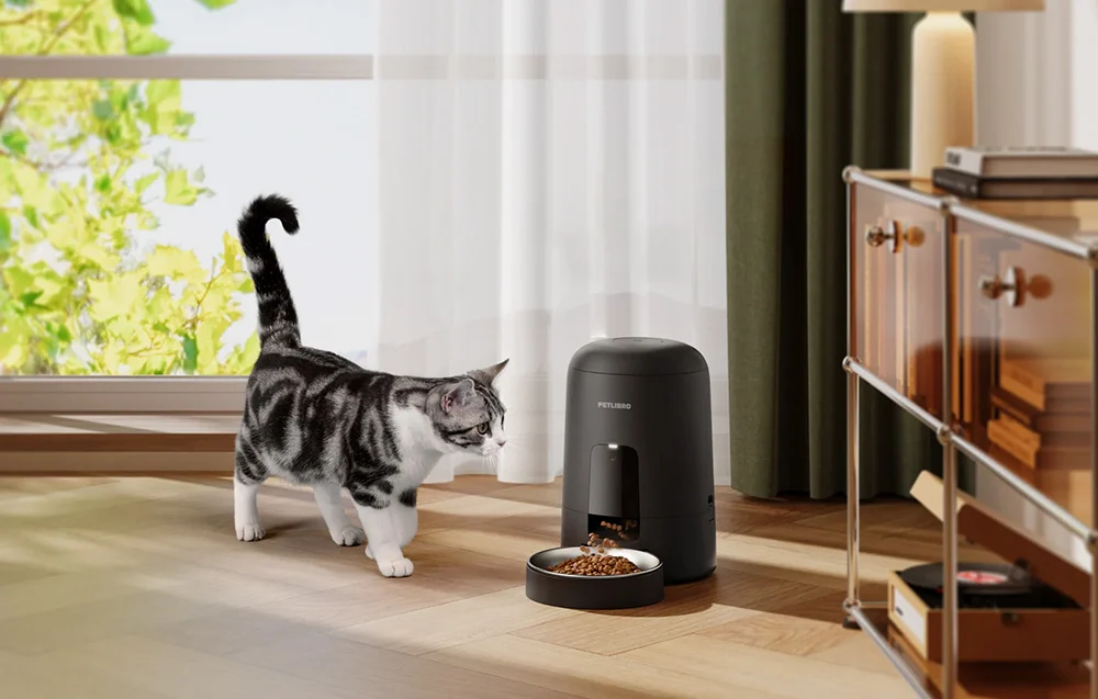 A gray cat stands next to a black automatic feeder with food in the bowl in a bright living room